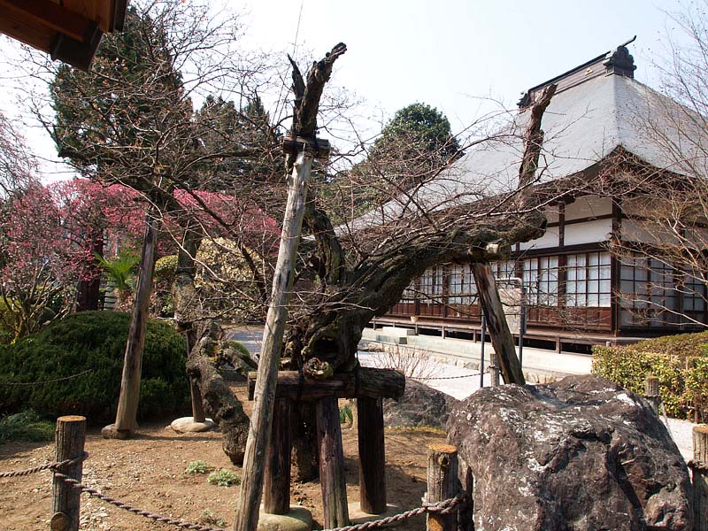 地蔵院の宝珠梅