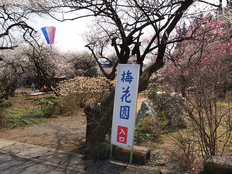 梅花園