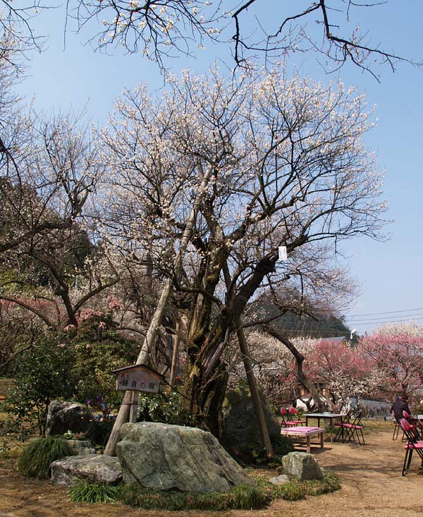 鎌倉の梅