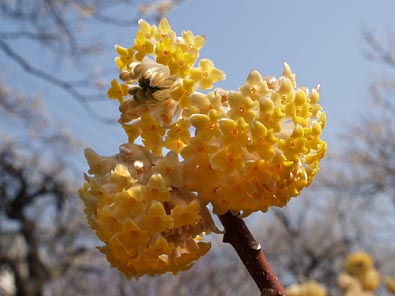 ミツマタの花