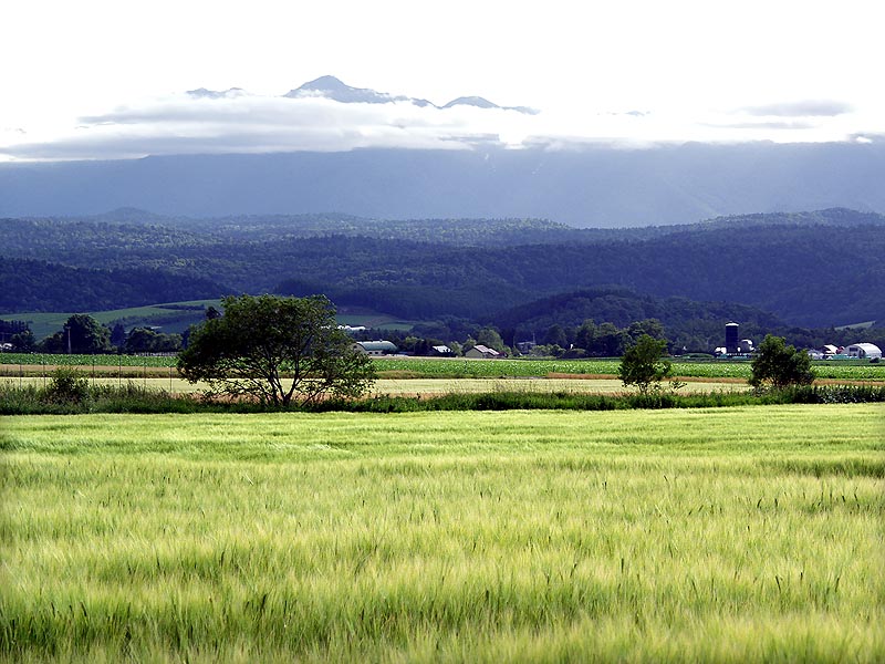麦畑と富良野岳