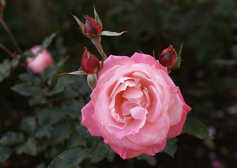 ローズガーデンに咲くピンクの薔薇