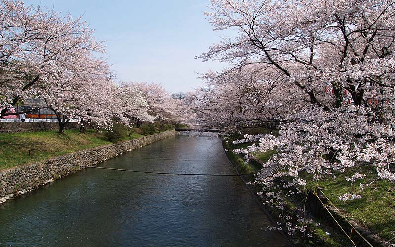 玉川上水の桜