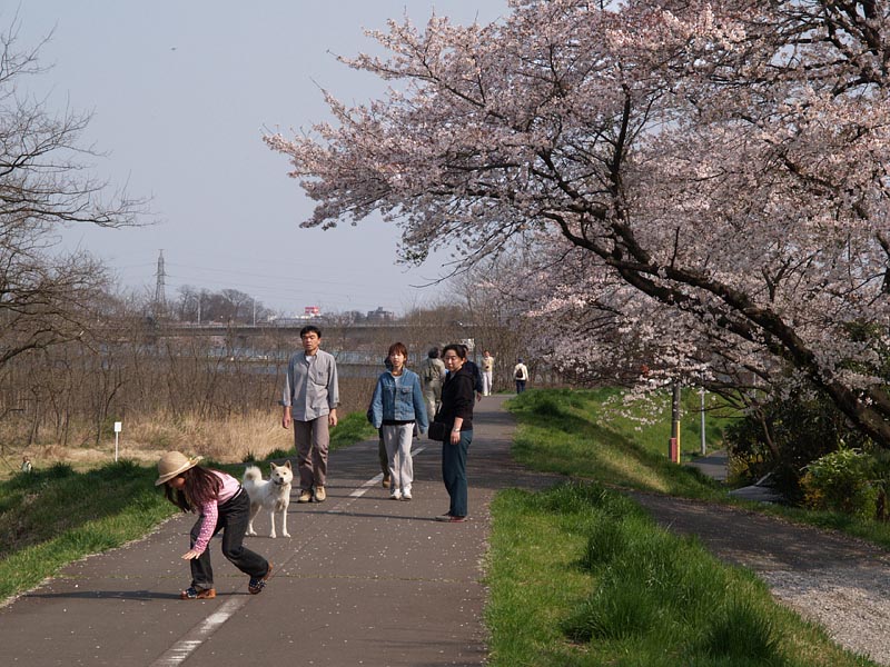 花びらを追う女の子