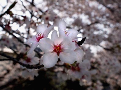 桜の表情