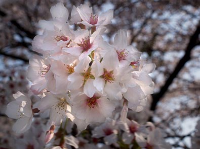 玉のような桜花