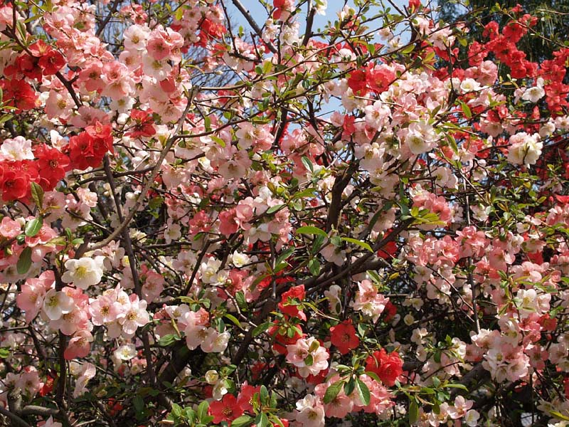 艶やかなボケの花