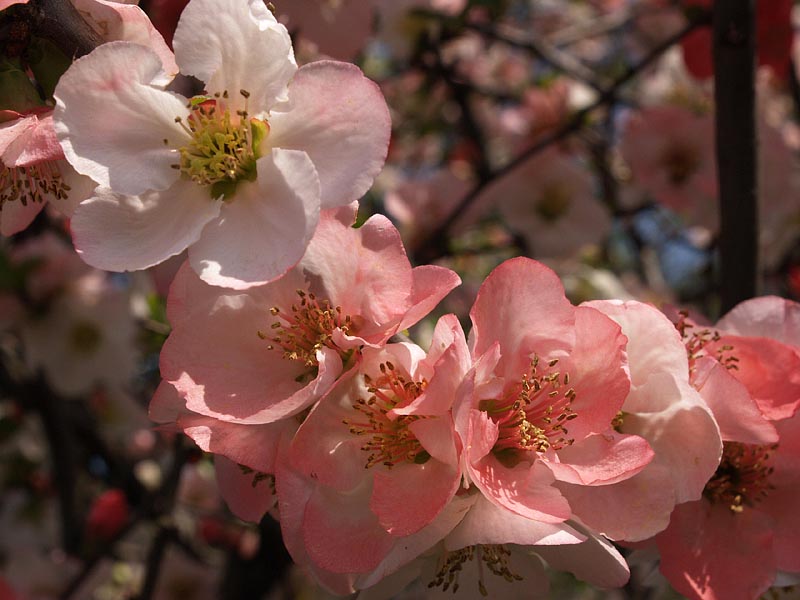 ボケの花の素顔
