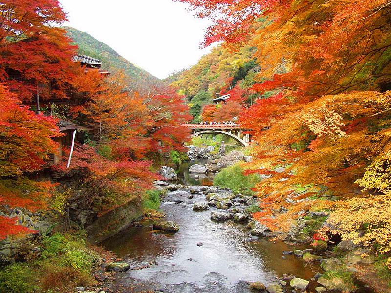 紅葉の渡猿橋