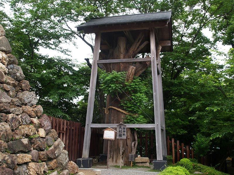 御神木「大杉様」