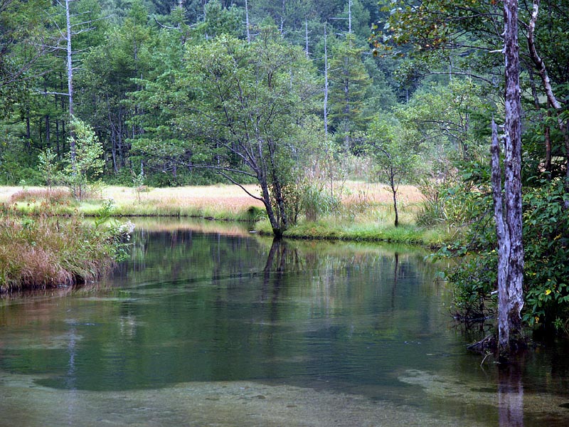 田代池の水生植物