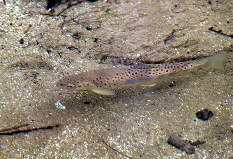 ヤマメとおぼしき魚影