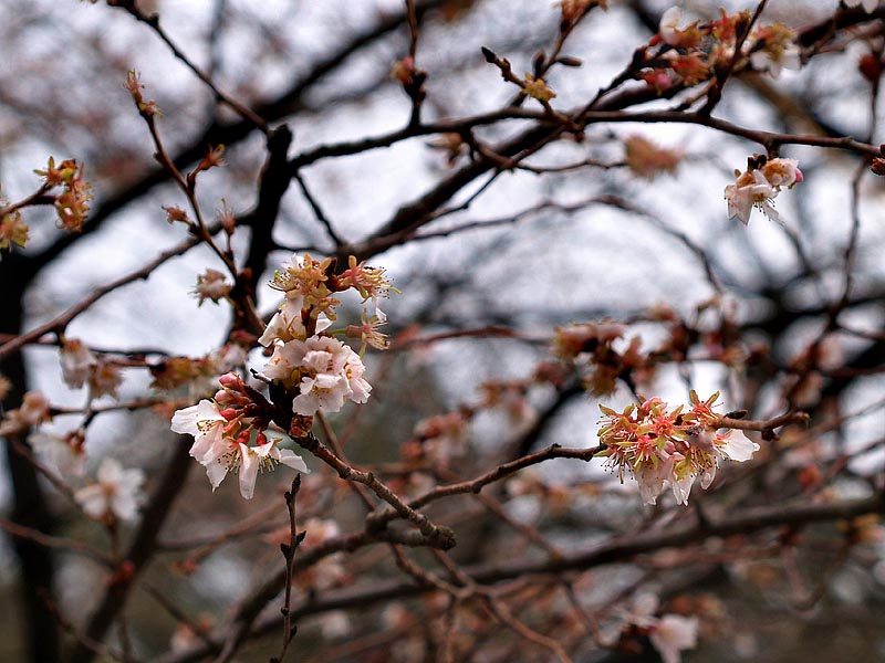 冬　桜