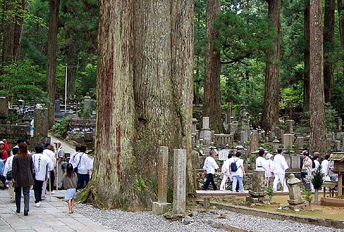 巨木の森