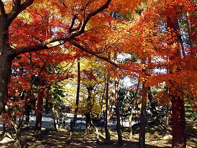 紅葉鮮烈!3