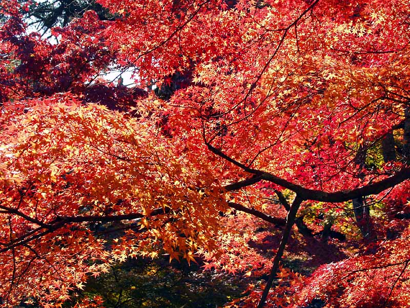 紅葉鮮烈!1