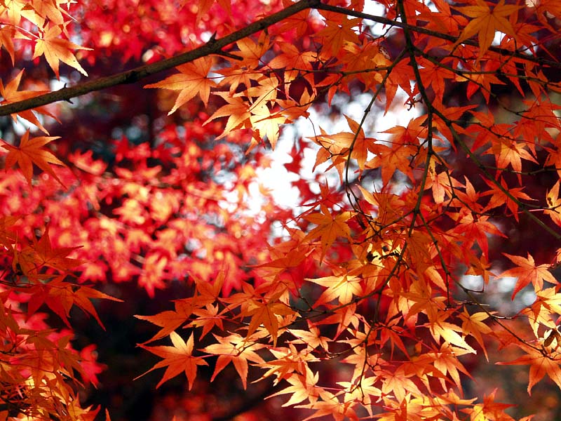 紅葉鮮烈!2