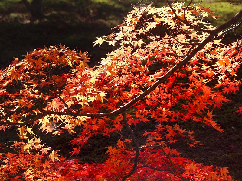 紅葉鮮烈!6