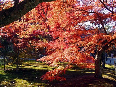 紅葉鮮烈!4