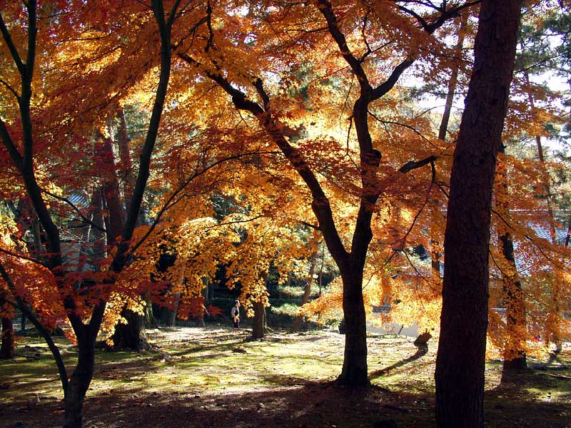 紅葉鮮烈!5