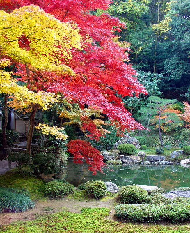 紅葉の池