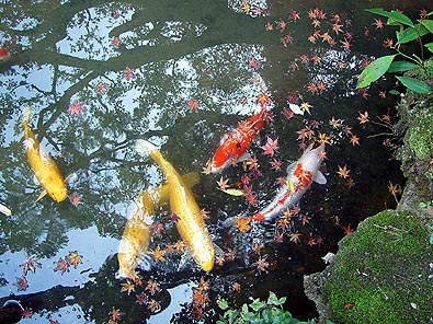 鯉と散り紅葉