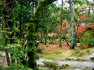 苔むす木々