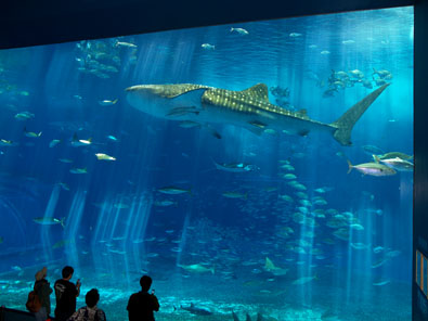 沖縄美ら海水族館