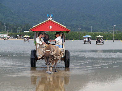 海を渡る水牛車