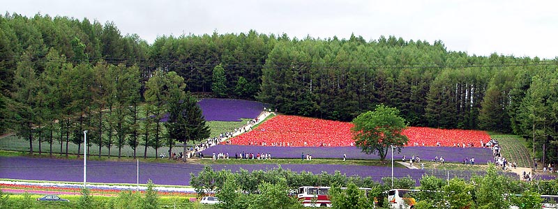 ファーム富田の花畑