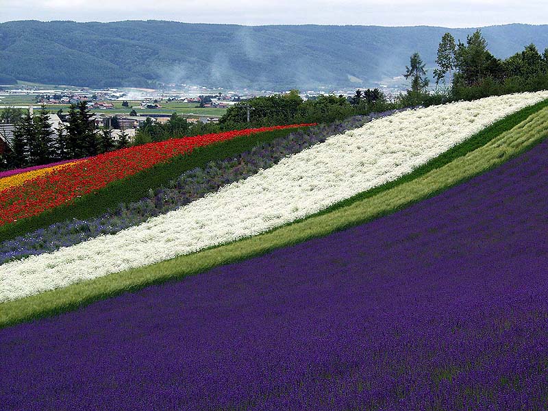 花の波