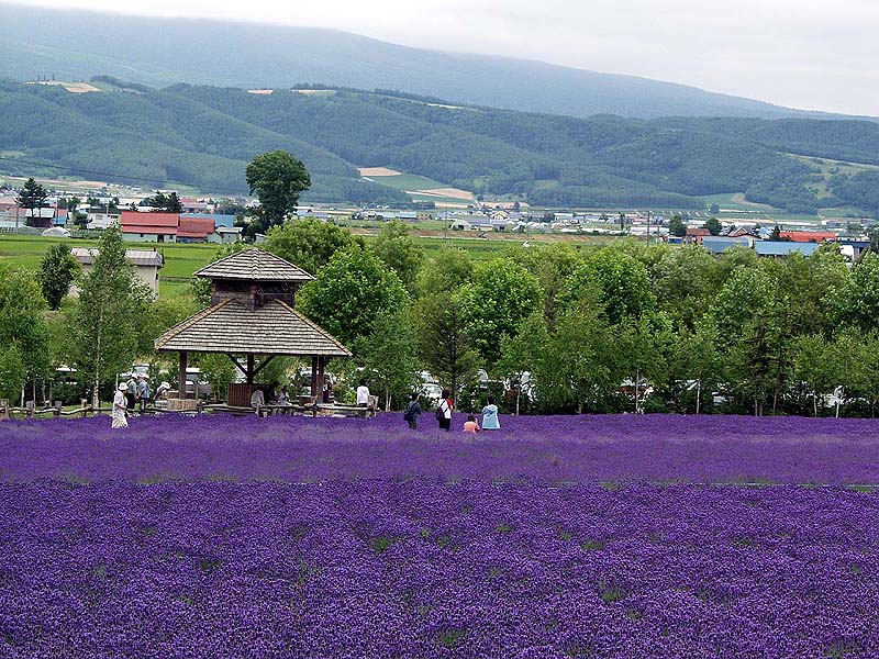 広大なラベンダー畑