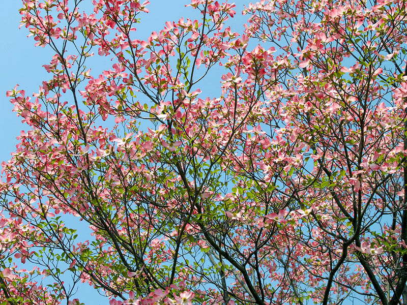 花水木