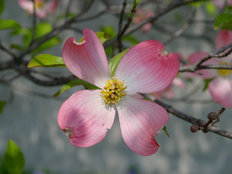 花水木の花