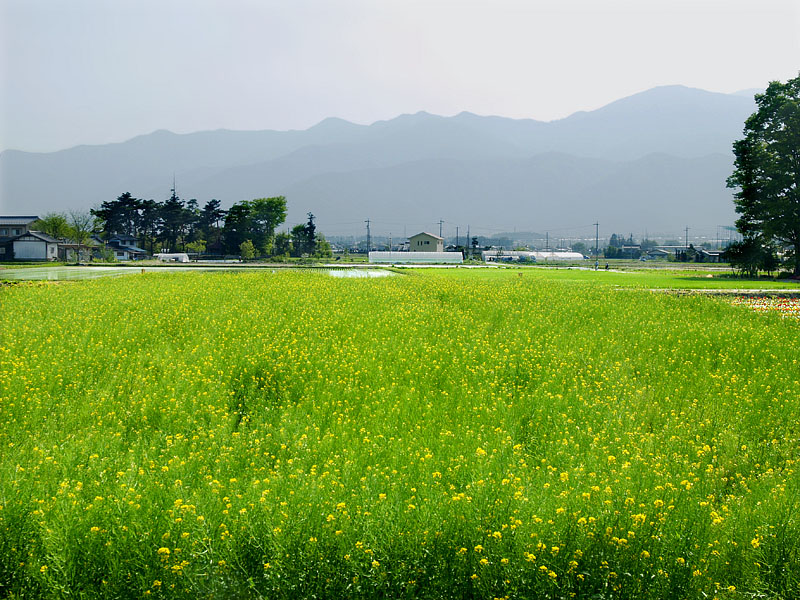 菜の花畑