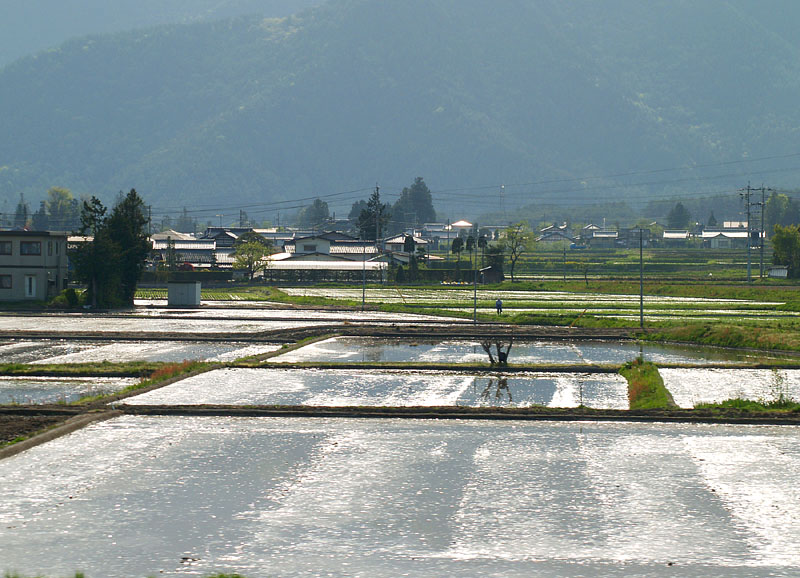 光る田圃