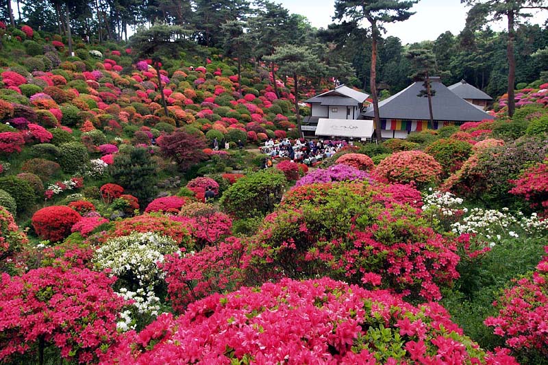 花の寺