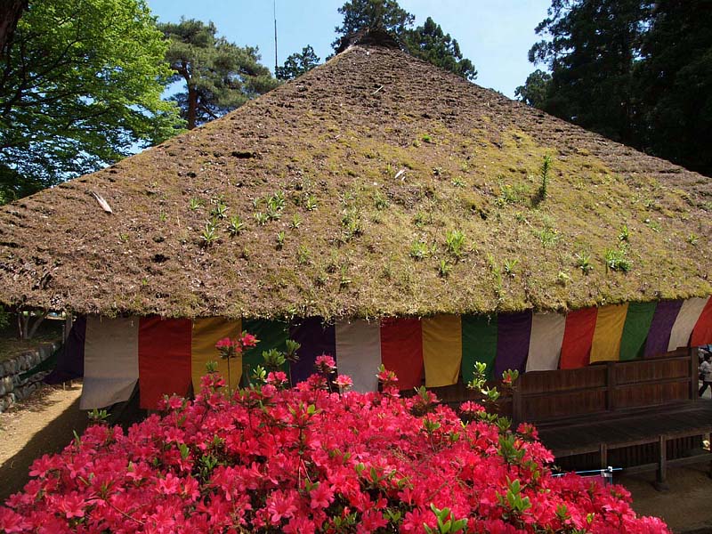 雑草の生えた本堂の屋根
