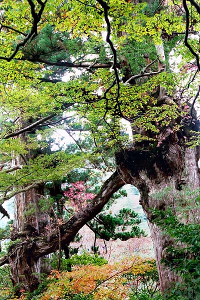 夫婦杉