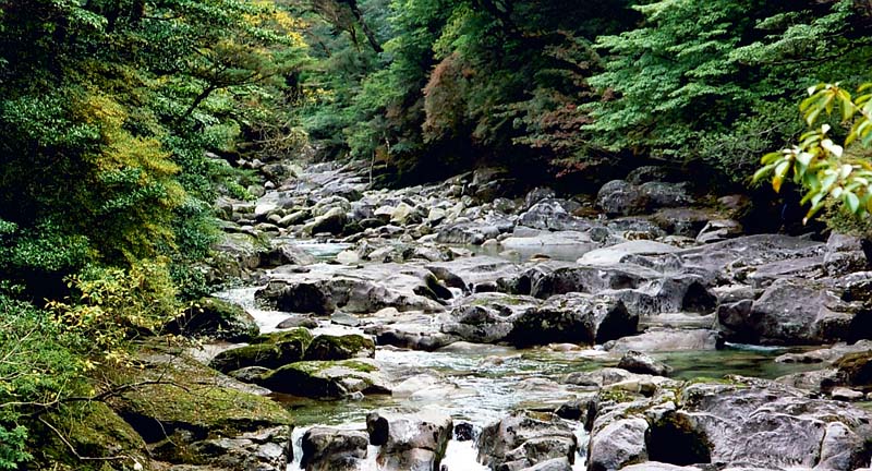原生林を流れる荒川