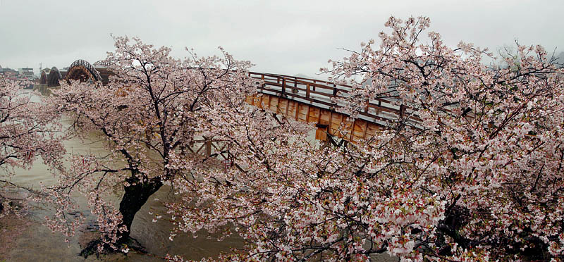 錦帯橋の春雨桜