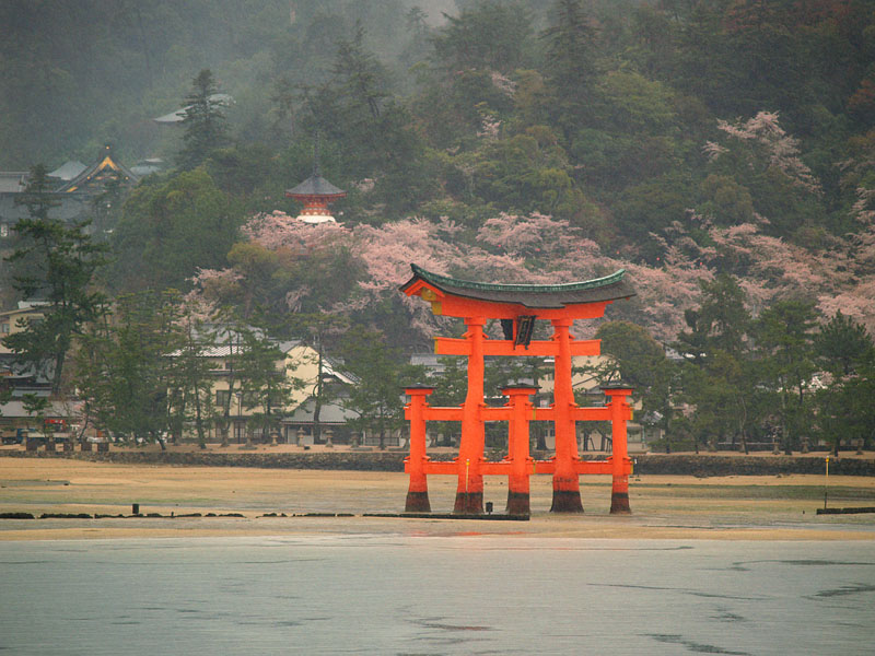 春雨桜と大鳥居