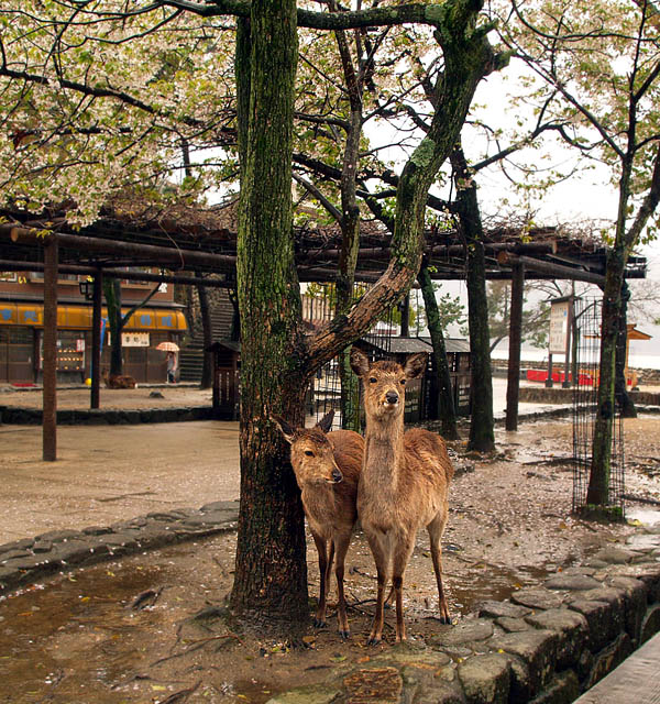 神鹿の雨宿り