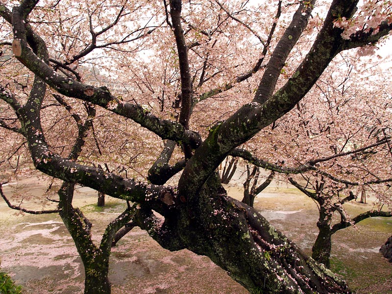錦帯橋の花の雨