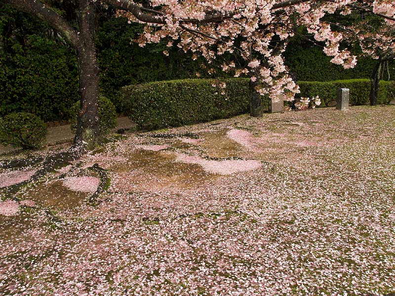 春雨に濡れる散り桜