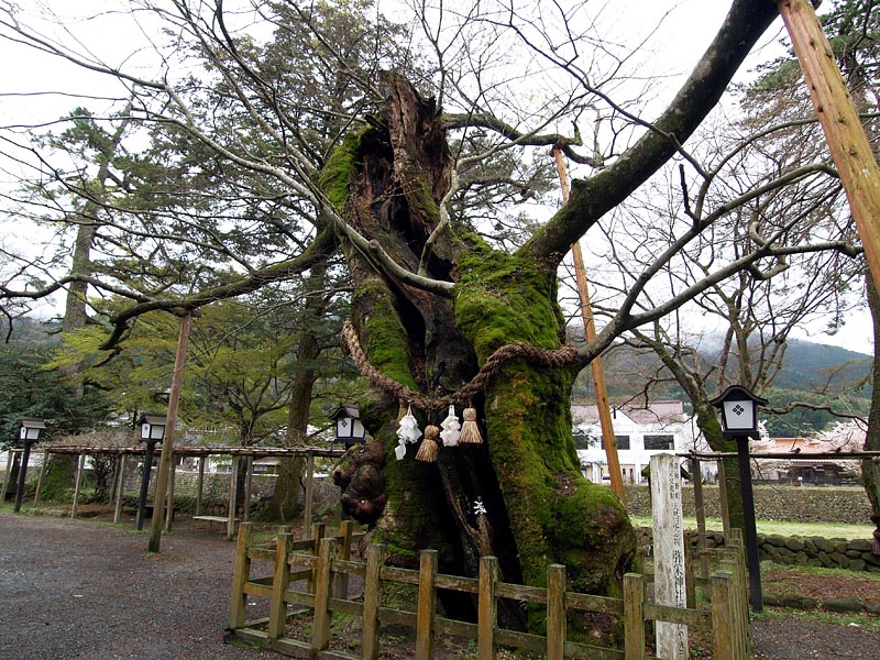 弥栄神社の欅(けやき)/天然記念物