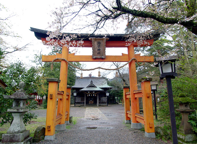 彌栄(やさか)神社の春雨桜