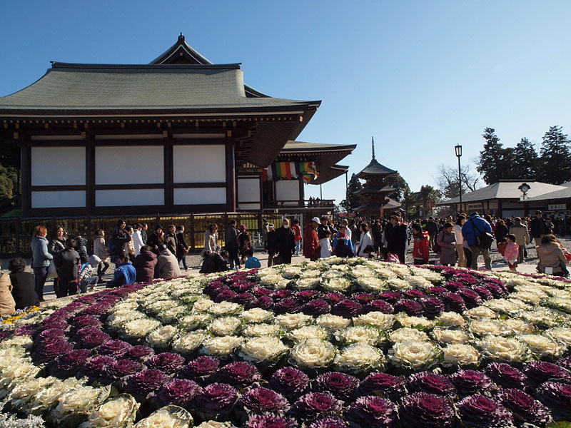 葉牡丹と新勝寺