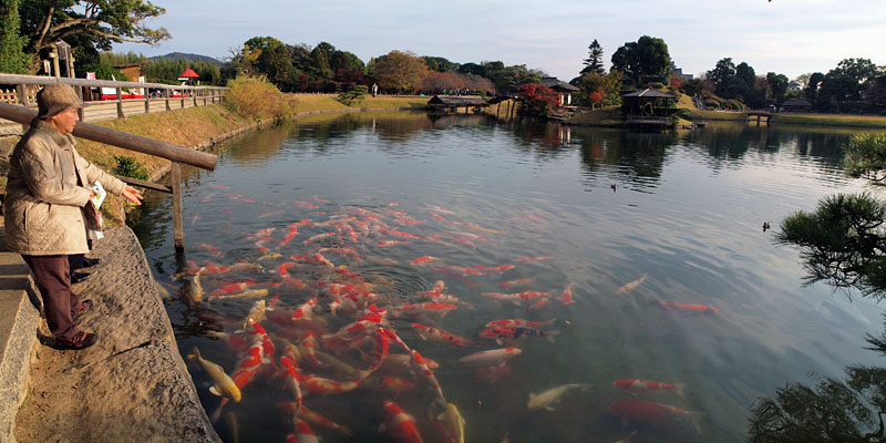 沢の池の錦鯉