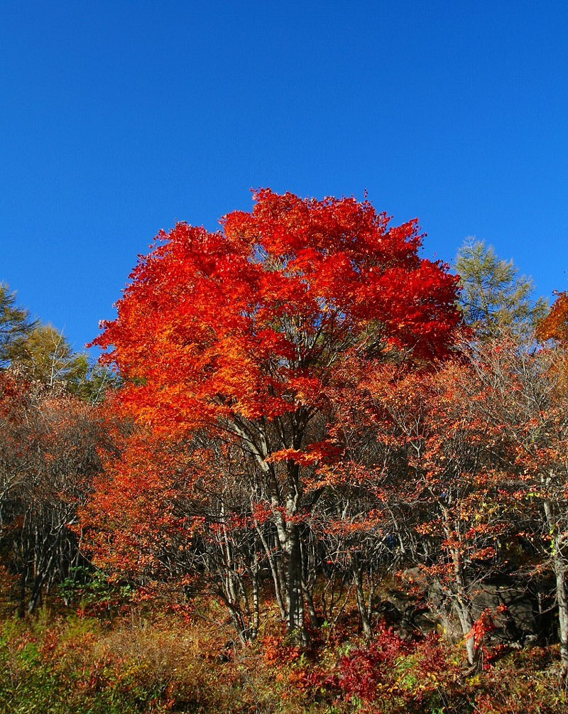 鮮やかな紅葉